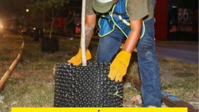 Photo of Reubicarán árboles de Circuito Colonias; serán parte del primer bosque urbano de Mérida