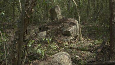 Photo of Descubren Minanbé, una ciudad maya oculta en la selva maya de Calakmul