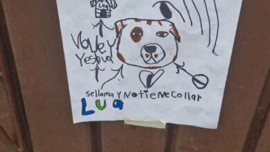 Photo of El dibujo de un niño para encontrar a su perrita conmueve en redes