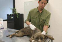 Photo of Perros de Tixcacal Opichén ya reciben atención médica