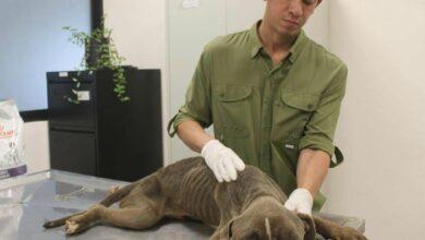 Photo of Perros de Tixcacal Opichén ya reciben atención médica