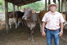 Photo of Nacen primeros becerros del programa de mejoramiento genético en Yucatán