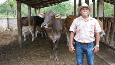 Photo of Nacen primeros becerros del programa de mejoramiento genético en Yucatán