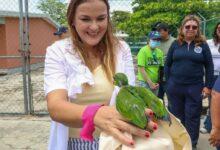 Photo of Resguardan lorito rescatado durante caminata en la Colonia Vergel lll; recibirá atención especializada en Animaya.  -El Ayuntamiento de Mérida reafirma su compromiso con la conservación de la fauna silvestre.  Mérida, Yucatán, a sábado 13 de junio de 2026.- En el marco de la caminata Alcaldesa en tu Colonia, realizada en la colonia Vergel III, un ciudadano ejemplar entregó a la presidenta municipal de Mérida, Cecilia Patrón Laviada, un lorito que había encontrado tras caer de su nido, con el objetivo de garantizar su resguardo y atención especializada.   La alcaldesa recibió al ejemplar y coordinó su traslado inmediato al Centro de Conservación de Vida Silvestre del Parque Zoológico Animaya donde ya recibe valoración médica, hidratación y cuidados especializados.  “Cada vida cuenta y merece ser protegida. Agradezco la responsabilidad de este ciudadano que actuó con sensibilidad y compromiso al rescatar al lorito y entregarlo para su atención. En Mérida trabajamos todos los días para cuidar nuestra biodiversidad y proteger a la fauna silvestre”, expresó Cecilia Patrón Laviada.  Mencionó que cuando un lorito cae de un árbol, es fundamental brindarle atención rápida y segura para evitar lesiones o que sea atacado por otros animales, aumentando así sus posibilidades de recuperación, y recordó que la tenencia de estas especies es ilegal.  De esta manera, el Ayuntamiento de Mérida mantiene un profundo compromiso con la defensa y dignidad de la fauna silvestre a través del Programa de Rescate y Rehabilitación de Fauna Silvestre del Parque Zoológico Animaya, que atiende animales afectados por diversas amenazas, incluido el tráfico ilegal.  Cada ejemplar recibe atención médica personalizada, alimentación adecuada y un entorno que garantiza su bienestar. Gracias al trabajo del Hospital Veterinario de Animaya y el Jardín de Epífitas “Balam Nicté”, un porcentaje significativo de los animales rescatados logra ser reintegrado a su hábitat natural.  #MeridaContigoEsMejor