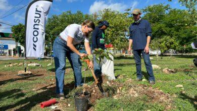 Photo of Arranca la Cruzada Forestal 2026 en Mérida