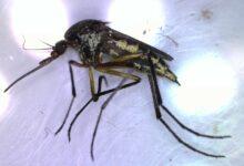 Photo of Salud de Yucatán exhorta a eliminar criaderos para prevenir dengue, zika y chikungunya