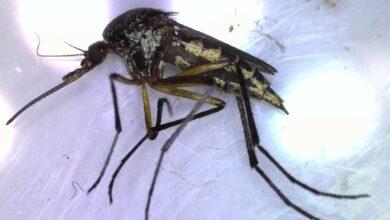 Photo of Salud de Yucatán exhorta a eliminar criaderos para prevenir dengue, zika y chikungunya