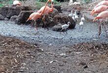 Photo of ¡Hay nuevos habitantes en Animaya! Y son irresistibles.