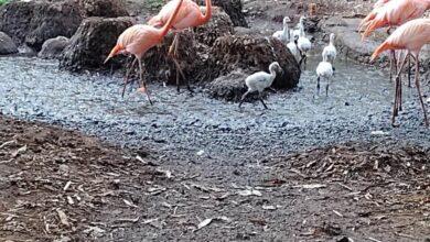 Photo of ¡Hay nuevos habitantes en Animaya! Y son irresistibles.