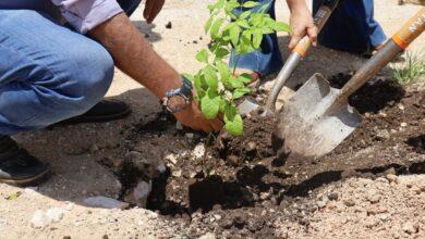 Photo of Tepakán fortalece sus áreas verdes con la entrega de 2 mil árboles nativos