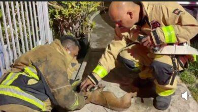 Photo of Bomberos rescatan a perrito de un incendio
