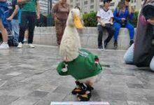Photo of Merlín, el pato viral, irá al México vs Chequia
