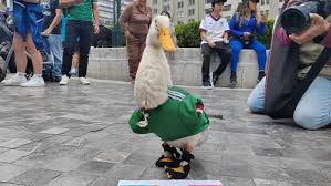 Photo of Merlín, el pato viral, irá al México vs Chequia