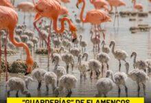 Photo of Los bebés flamenco ya están creciendo… y hasta tienen su propia «guardería»