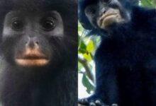 Photo of Descubren nueva especie de mono en el Congo