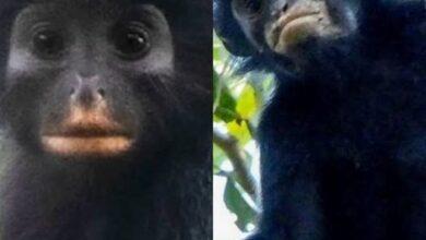 Photo of Descubren nueva especie de mono en el Congo