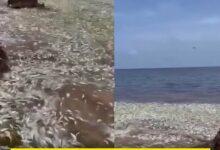 Photo of Cientos de peces aparecen muertos en playas de Quintana Roo