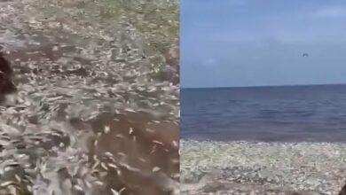 Photo of Cientos de peces aparecen muertos en playas de Quintana Roo
