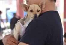 Photo of Yucatán cumple 5 años sin casos de rabia en perros y gatos; Salud llama a vacunarlos