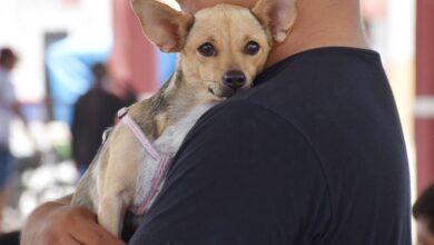 Photo of Yucatán cumple 5 años sin casos de rabia en perros y gatos; Salud llama a vacunarlos
