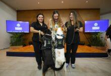 Photo of Mérida impulsa campañas de adopción y esterilización durante el Mes del Bienestar Animal