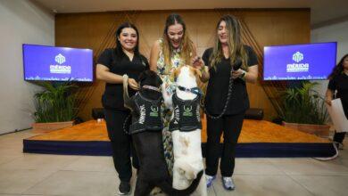 Photo of Mérida impulsa campañas de adopción y esterilización durante el Mes del Bienestar Animal
