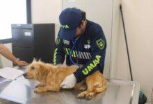 Photo of Mérida atiende más de mil 300 reportes de maltrato animal y suma 317 adopciones