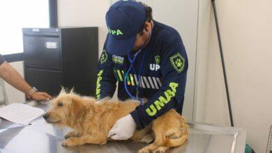 Photo of Mérida atiende más de mil 300 reportes de maltrato animal y suma 317 adopciones