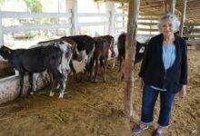 Photo of Renacimiento Maya impulsa a productores lecheros con subsidio en Sucilá