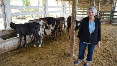 Photo of Renacimiento Maya impulsa a productores lecheros con subsidio en Sucilá