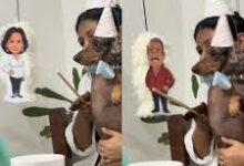 Photo of Perrito festeja su cumpleaños con piñatas de Pati Chapoy y Pedro Sola