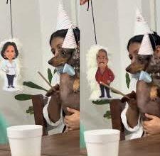 Photo of Perrito festeja su cumpleaños con piñatas de Pati Chapoy y Pedro Sola