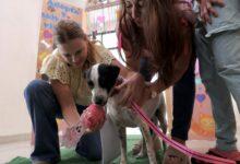 Photo of Cookis encuentra un hogar gracias al programa «Haz Match y Adopta» en Mérida