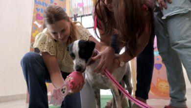Photo of Cookis encuentra un hogar gracias al programa «Haz Match y Adopta» en Mérida