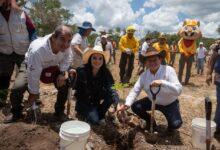 Photo of Yucatán reforestará 292 hectáreas con más de 64 mil árboles nativos