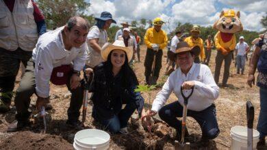 Photo of Yucatán reforestará 292 hectáreas con más de 64 mil árboles nativos