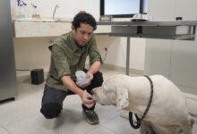 Photo of Perros de la Bojórquez permanecen bajo resguardo del CEMAA