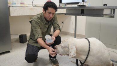 Photo of Perros de la Bojórquez permanecen bajo resguardo del CEMAA