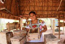 Photo of Turismo maya: 128 grupos buscan llevarte a conocer otro Yucatán