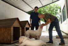 Photo of Perros de la Bojórquez podrían regresar con su propietario