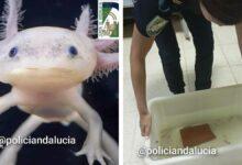 Photo of ¡Rescatan 29 ajolotes mexicanos en España!