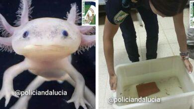 Photo of ¡Rescatan 29 ajolotes mexicanos en España!