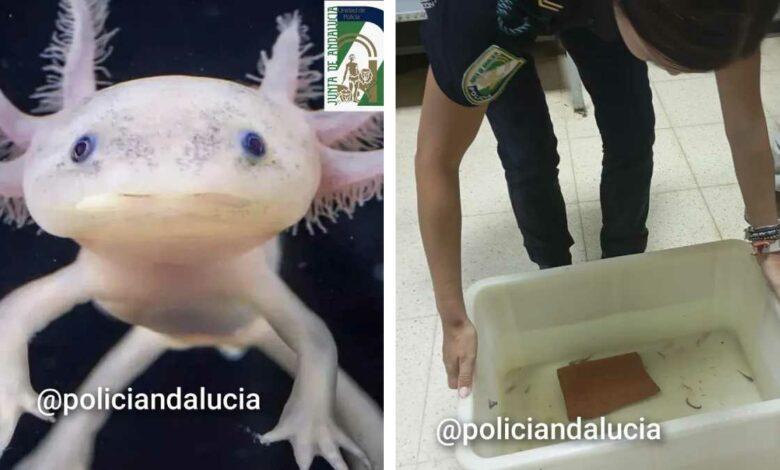 Photo of ¡Rescatan 29 ajolotes mexicanos en España!
