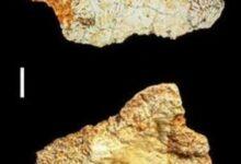Photo of Hallan en España un fósil humano de más de 200 mil años que reescribe la evolución en Europa