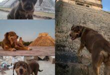 Photo of Durante 14 años, Duke tuvo como hogar uno de los sitios arqueológicos más importantes de México: Chichén Itzá