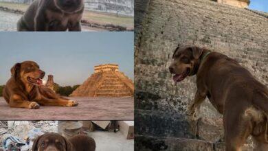 Photo of Durante 14 años, Duke tuvo como hogar uno de los sitios arqueológicos más importantes de México: Chichén Itzá