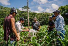 Photo of Ciencia y saber comunitario se unen para mejorar la producción de maíz
