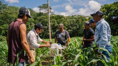Photo of Ciencia y saber comunitario se unen para mejorar la producción de maíz