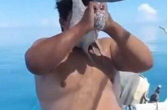 Photo of Pulpo se pega en la cara de pescador yucateco durante una jornada en Progreso