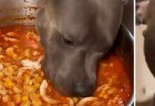 Photo of Perrito “se come” olla de pozole y se vuelve viral, pero todo fue creado con IA